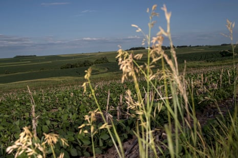 A field of wheat, with a few stems artfully blurry in the foreground.