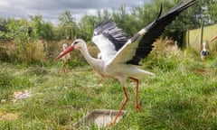 White stork with wings outstretched on grassland with several others in background