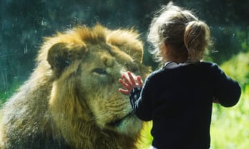 A child and an Asiatic lion look at each other at Rome zoo