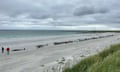 Pilot whales stranded on Sanday, Orkney, 11 July, 2024