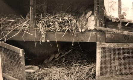 Thumper (right) and Chester in their hutch with a kitten in the background.