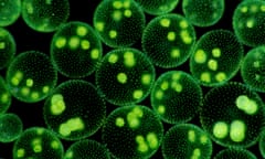 Algal cells under a microscope