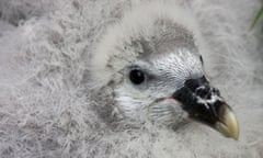 Fulmar chick