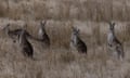 A large group of eastern grey kangaroos