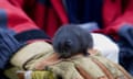 A water vole on a scientist's glove