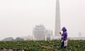 A farmworker inspects a strawberry under gray skies in a field near Moss Landing, California.