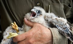 Raptor expert George Smith ringing peregrine chicks on a cliff ledge while roped to a tree above