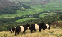 Belted galloway cows near Tebay, Cumbria.