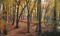 Beech trees in autumn, Epping Forest: ‘Most of Ashon’s yomps through the woods are failures.’