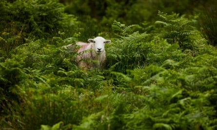 A sheep among bracken.