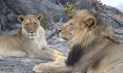 Cecil with a female lion in Zimbabwe