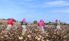 Workers pick cotton in a field