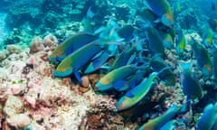 Singapore parrotfish grazing on a coral reef in the Andaman Sea, south-east Asia.