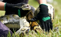 Gloved hands hold a large snake.