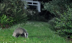 Badgers, a protected species, are sometimes caught in the traps.