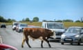 A brown and white bovine in the middle of the road with a queue of traffic