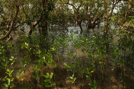 Mangroves in a river