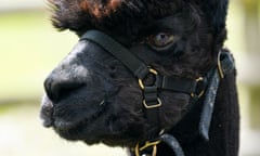 Geronimo the alpaca is set to be slaughtered after testing positive for bovine TB.