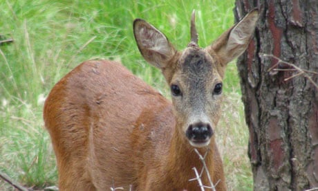 Unicorn deer