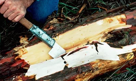 Peeling Pacific Yew (Taxus brevifolin) Bark for Taxol