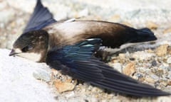 White-throated needletail 