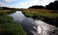 The river Lee. Swans near East Hyde, Bedfordshire