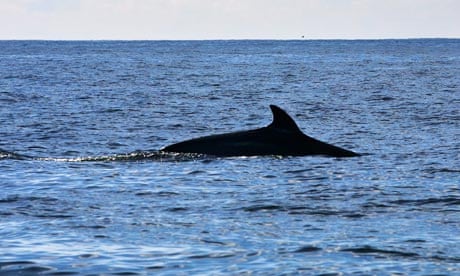 A minke whale 
