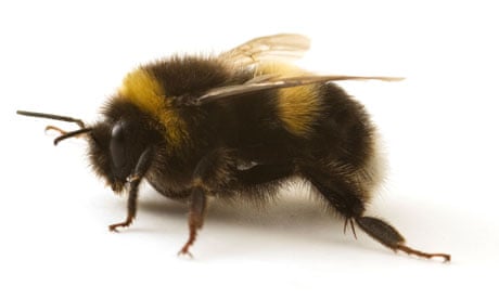 A Bumblebee