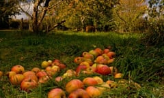 Broad Oak community orchard, Dorset