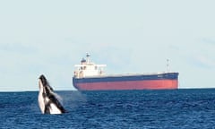 A humpback whale puts on a show on Newcastle Main Beach, Australia.