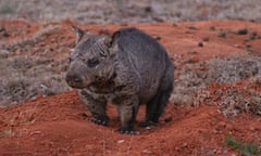 Northern hairy-nosed wombat