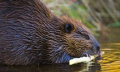 Beaver Stripping Bark 