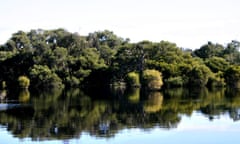 flora in the wetlands