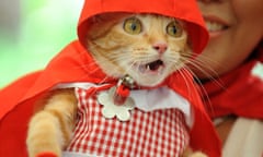 A pet cat dressed as Little Red Riding Hood
