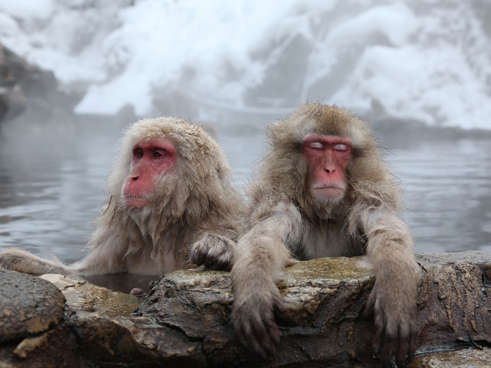 Jigokudani Monkey Park