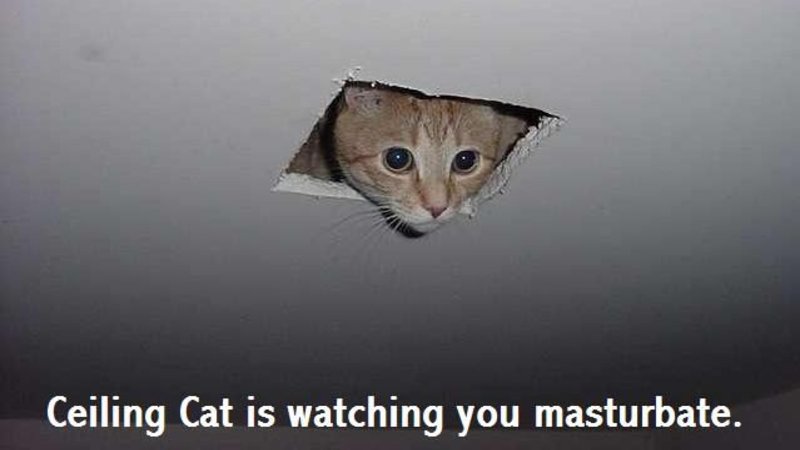 Ceiling Cat