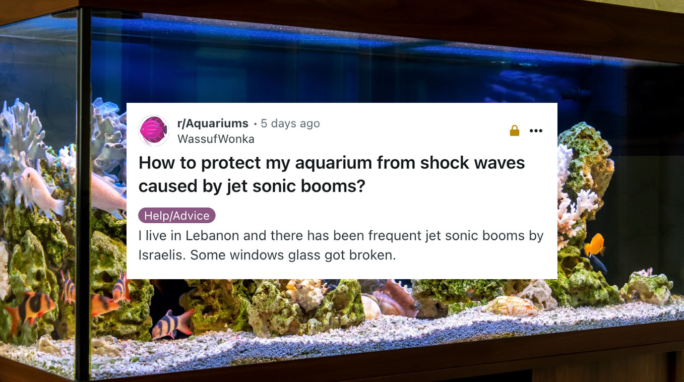 r/Aquariums Sonic Boom Post from August 2024.