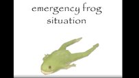 YouTuber Matt Rose Wills 'Emergency Frog Situation' Into Memedom