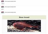 cherrypiereadytodie des cherrypiereadytodie pa cherrypiereadytodie Sea toad