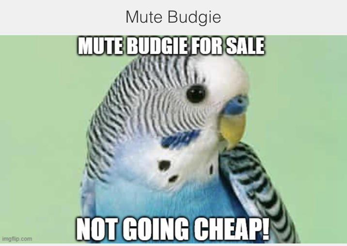 imgflip.com Mute Budgie MUTE BUDGIE FOR SALE NOT GOING CHEAP!