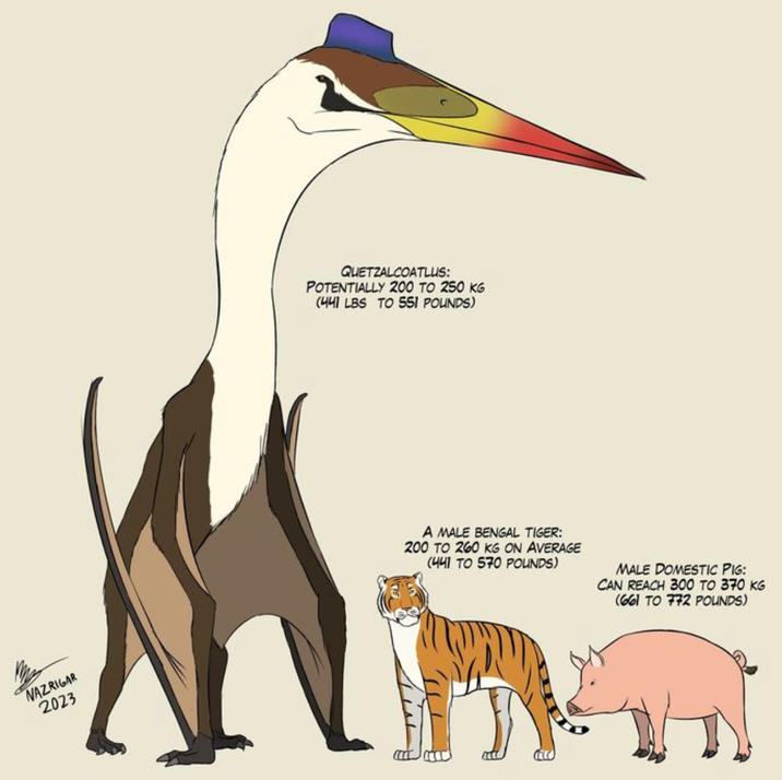 QUETZALCOATLUS: POTENTIALLY 200 TO 250 KG (441 LBS TO 551 POUNDS) NAZRIGAR 2023 A MALE BENGAL TIGER: 200 TO 260 KG ON AVERAGE (441 TO 570 POUNDS) MALE DOMESTIC PIG: CAN REACH 300 TO 370 KG (661 TO 772 POUNDS)