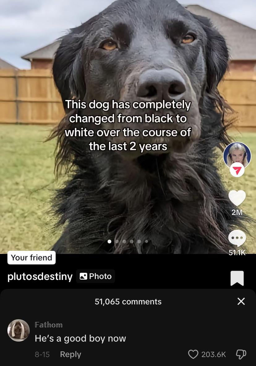 This dog has completely changed from black to white over the course of the last 2 years Your friend plutosdestiny ☑Photo 2M 51.1K 51,065 comments ☑ Fathom He's a good boy now 8-15 Reply 203.6K