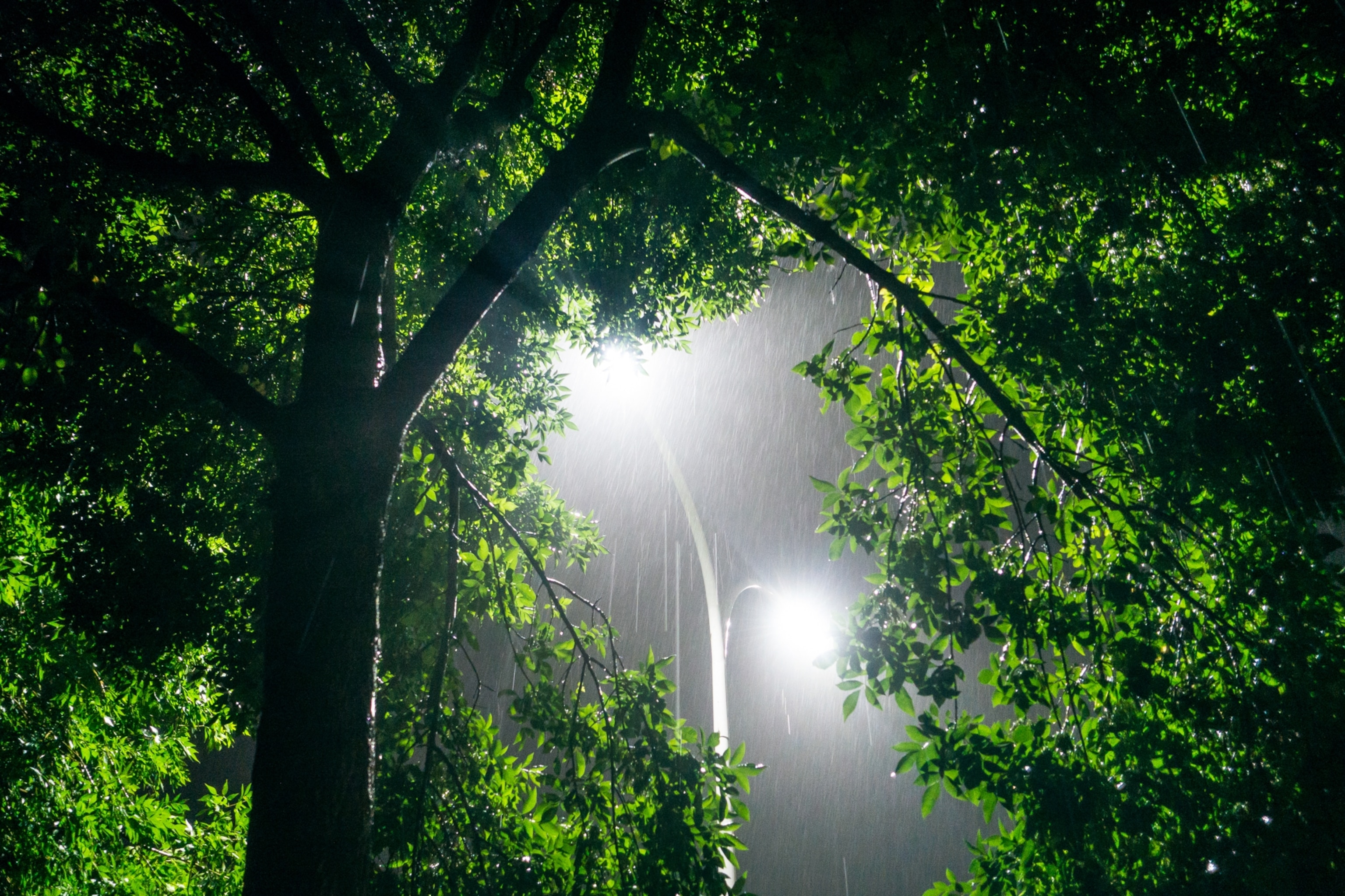 Green leaves illuminated by a bright street lamp, which is framed through the foliage.