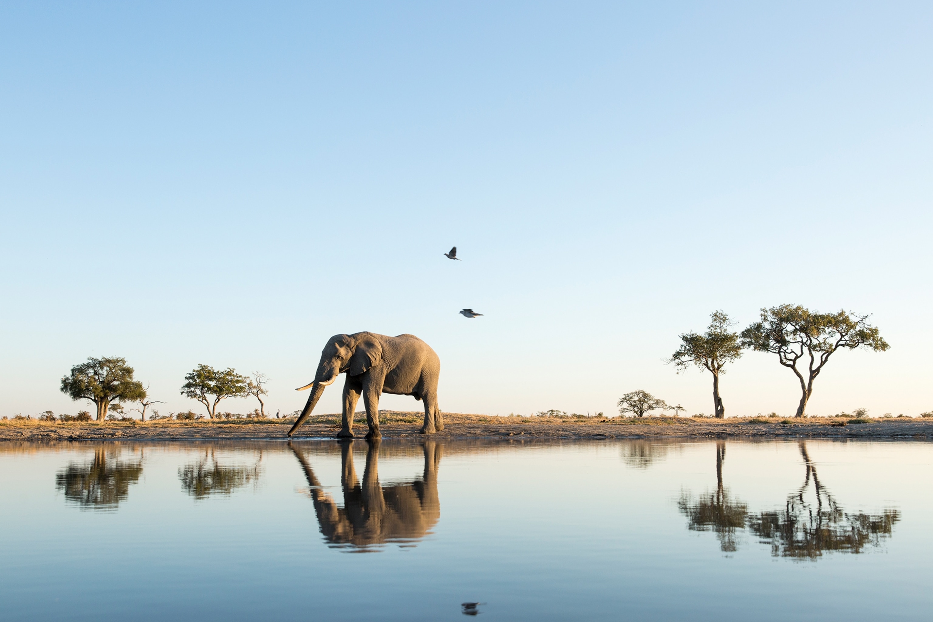 A lone elephant walks in a national park in africa. In the foreground, water reflects the body of the elephant and surrounding trees