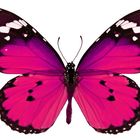 Pink Butterfly