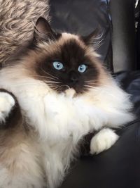 Leyla- Ragdoll cat. Beautiful❤️