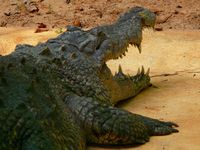 Crocodil Animale Exotice Ţară Dominicană Republică