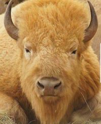 golden bison