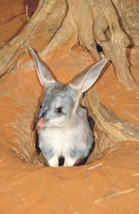 Bilby