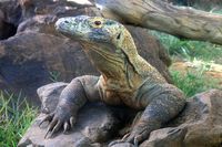 Komodo Dragon - Honolulu Zoo